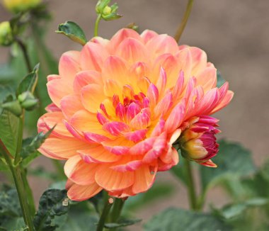 çiçek açan dahlia çiçeği