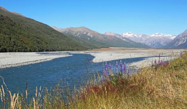 Mavi lupin Arthur's Pass Np