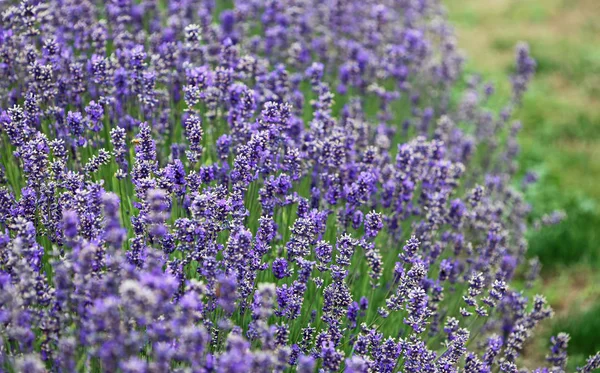 Arbusto de lavanda - Wanaka — Fotografia de Stock