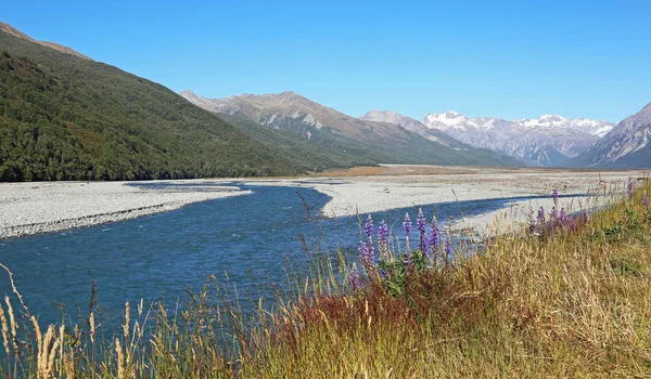 Lupin azul em Arthur 's Pass NP — Fotografia de Stock