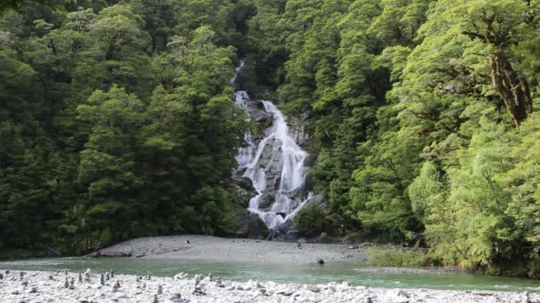 Floresta e Fantail Falls — Vídeo de Stock