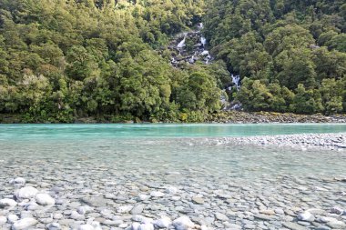 Kükreyen Billy Haast nehir üzerinde düşüyor