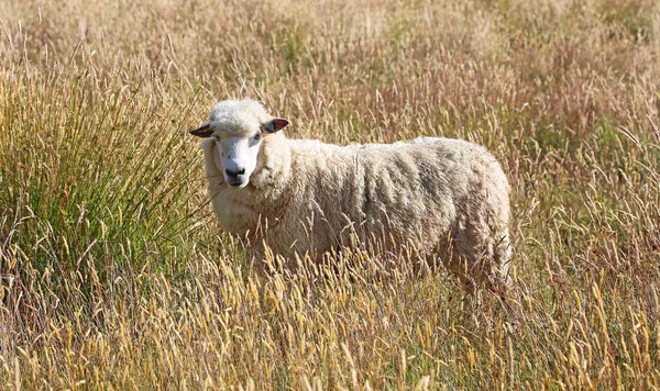 Sheep in grass — Stock Photo, Image