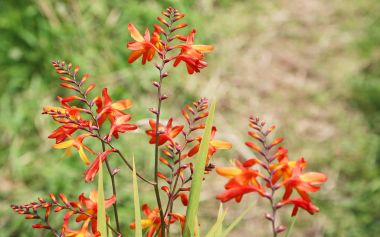 Arizona çiçek - Yeni Zelanda