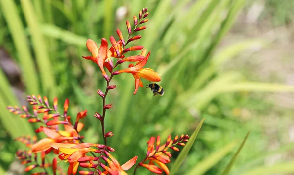 Crocosmia flores y abejorros —  Fotos de Stock