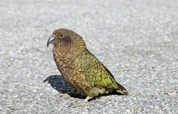 Kea - эндемичный попугай — стоковое фото