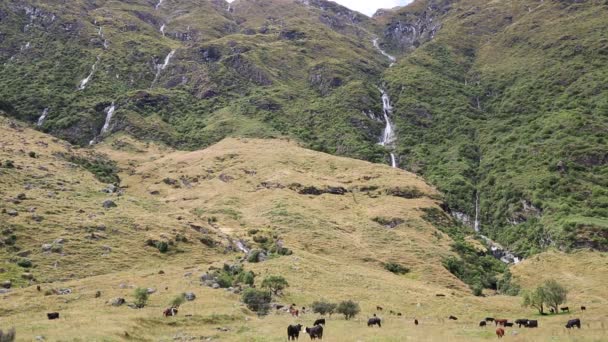 Cliffs and cows — Stock Video