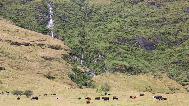 Vieh und Wasserfälle — Stockvideo