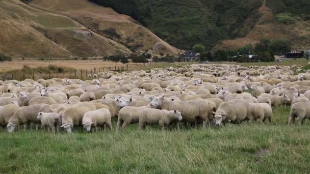 Ansimare le pecore - Nuova Zelanda — Video Stock