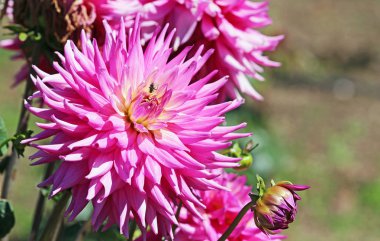 Pembe dahlia ile bir sinek