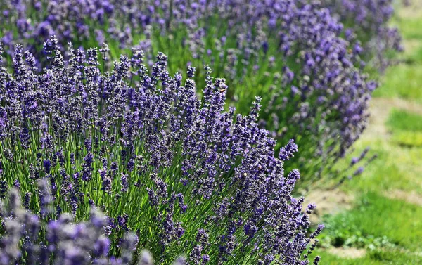 Lavendel - nya Zeeland — Stockfoto