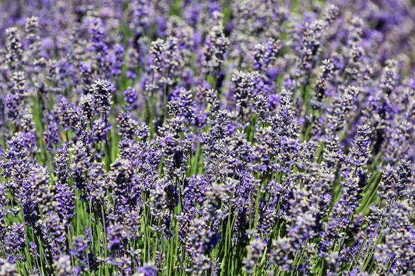 Lavendel blommor - nya Zeeland — Stockfoto
