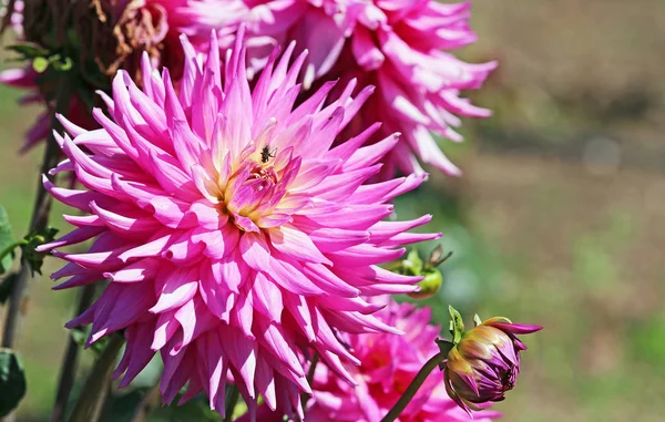 Dalia rosa con una mosca — Foto Stock