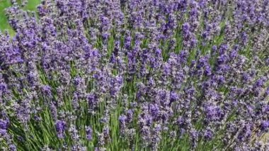 Lavanta - Yeni Zelanda