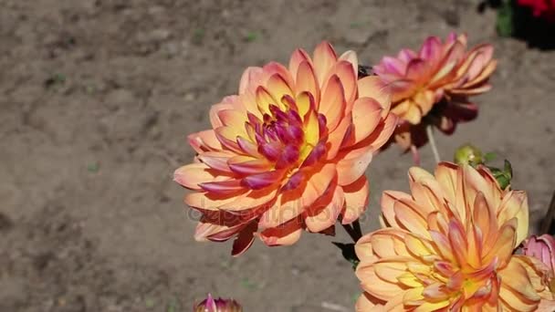 Квітка жоржин - Ванака — стокове відео