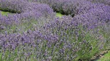 Lavanta satır - Wanaka