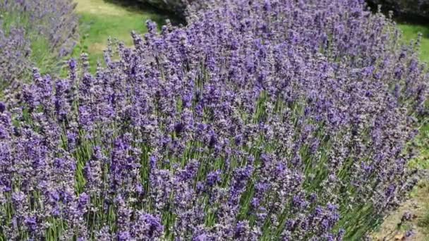 Abejas en lavanda — Vídeo de stock