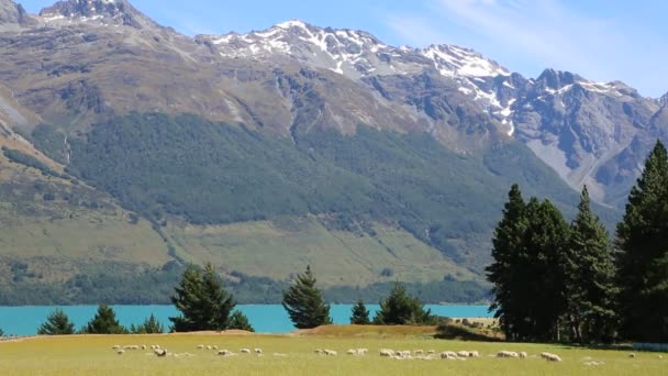 Pastos idílicos - Nueva Zelanda — Vídeo de stock