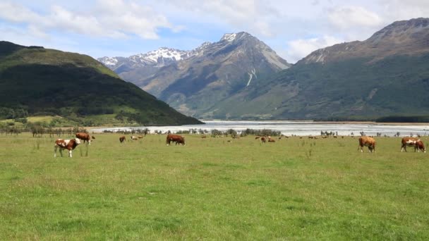 浪漫的牛-新西兰 — 图库视频影像