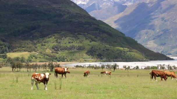 Vacas en un valle — Vídeo de stock