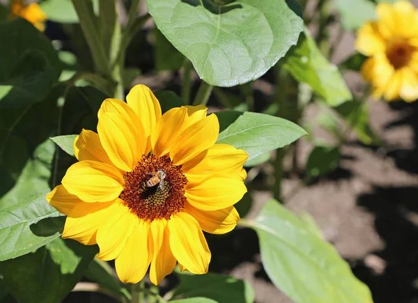 La abeja sobre el girasol pequeño —  Fotos de Stock