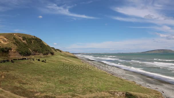 Pasture on the beach — Stock Video