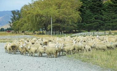 Toprak yol üzerinde koyun