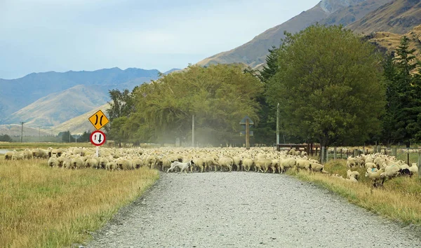 Recolección de ovejas — Foto de Stock