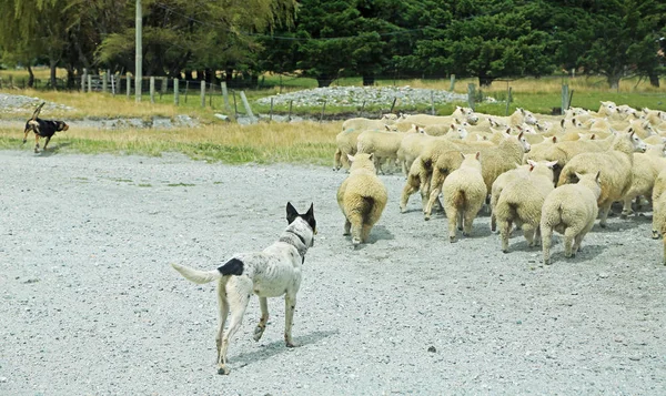 Trabalho de cães pastores - Nova Zelândia — Fotografia de Stock