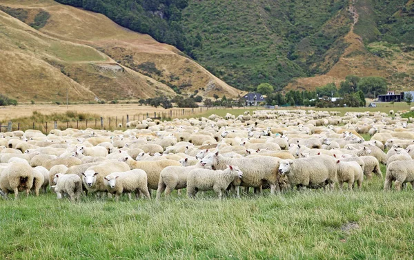 Rebaño de ovejas - Nueva Zelanda — Foto de Stock