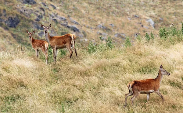 Three red deer — Stock Photo, Image