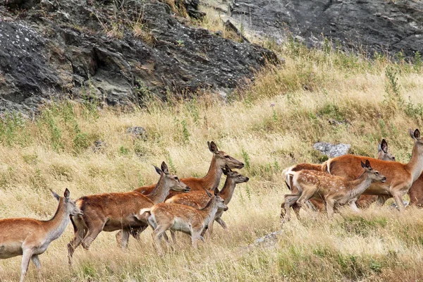 Red deer running — Stock Photo, Image