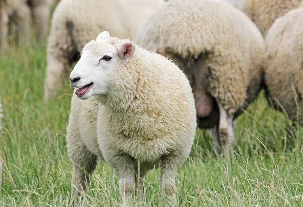 喘ぐ若い羊 — ストック写真