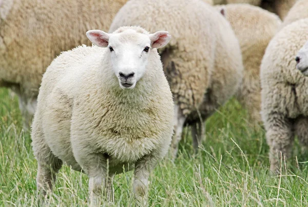小羊-新西兰 — 图库照片