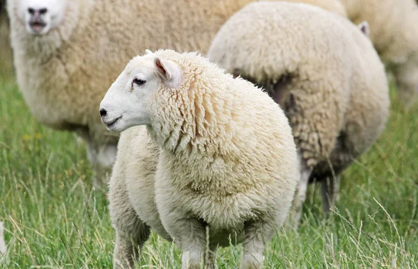 Jovens ovinos em perfil — Fotografia de Stock