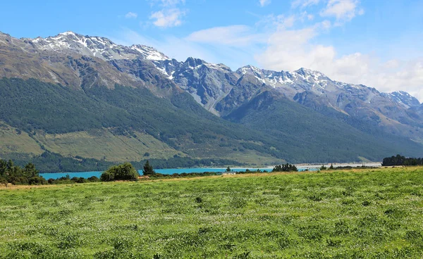 Wakatipu göl kenarında pastoral mera