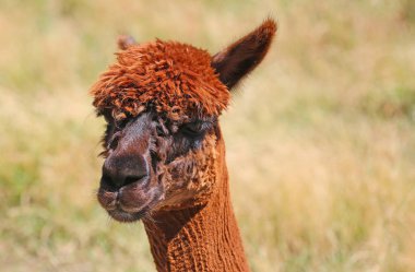 Lama yakın çekim