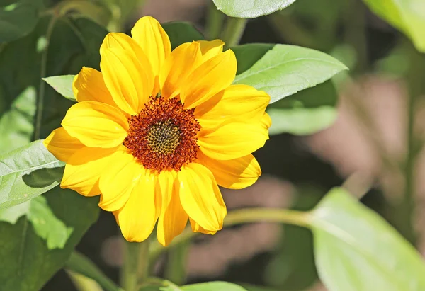 Pequeño girasol - de cerca —  Fotos de Stock