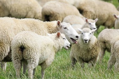 Koyun nefes nefese - Yeni Zelanda