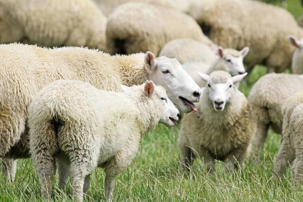 Ovelhas ofegantes - Nova Zelândia — Fotografia de Stock