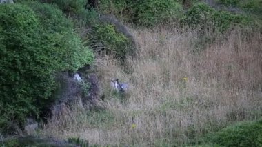 Üç penguenler - Yeni Zelanda