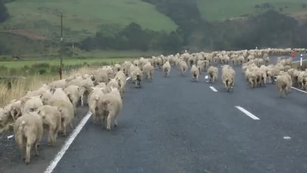 Driving behind sheep — Stock Video