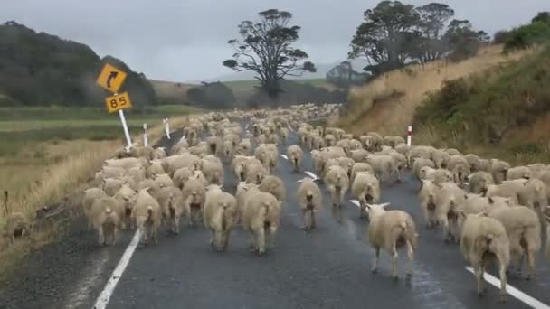 Sheep rush  -   New Zealand — Stock Video