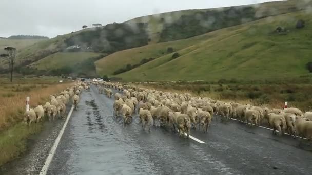 Овцы округляют — стоковое видео