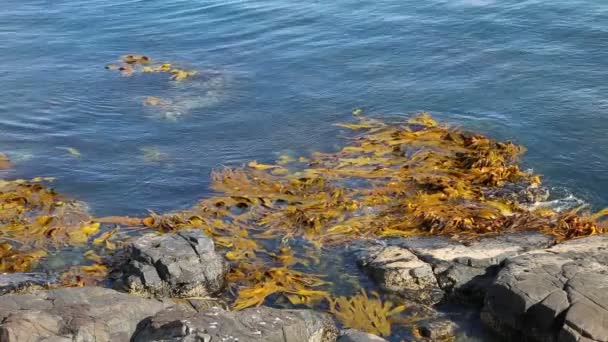海藻 - ニュージーランド — ストック動画