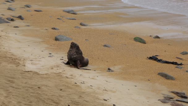 Seelöwe rastet aus — Stockvideo