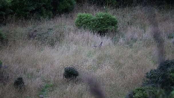 Κίτρινο-eyed πιγκουίνος — Αρχείο Βίντεο