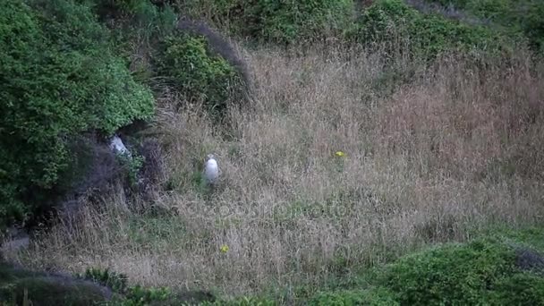 Pollito pingüino escondido en la hierba — Vídeos de Stock