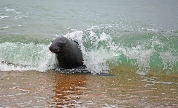 Sea lion i fala — Zdjęcie stockowe