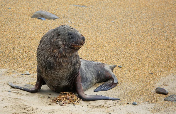 Sea lion   -    New Zealand